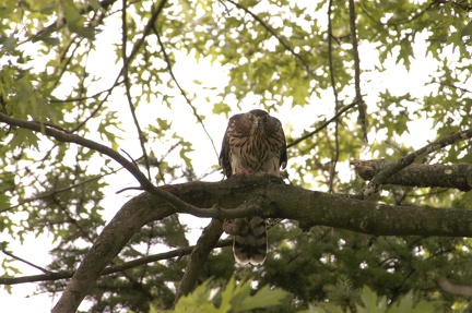 Coopers Hawk Watching Me